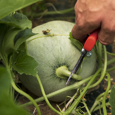 Melone Liscio Scelte per Te